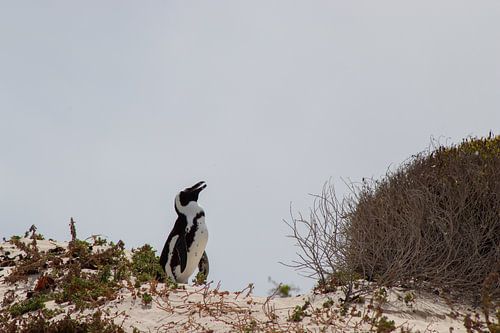 South African penguin in the dunes