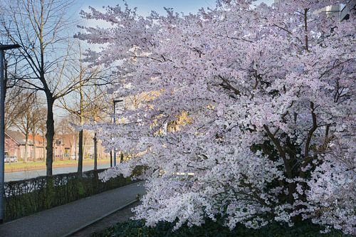 Fleurs japonaises sur le Zuid-Willemsvaart à Weert.