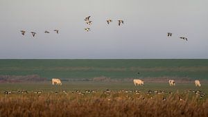 Ein pastellfarbener Morgen auf dem Lande