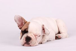 Mollie Franse Bulldog by LUNA Fotografie