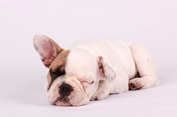 Mollie Franse Bulldog