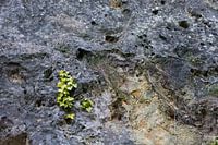 Living stone