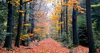 herfstbos