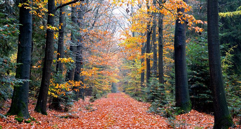 forêt d'automne par Erwin Reinders