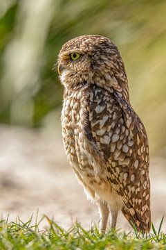 Little owl, (Athens noctua) by Gert Hilbink