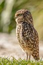 Steenuil, (Athene noctua) van Gert Hilbink thumbnail