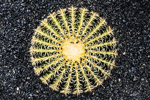 Kaktus auf schwarzem Hintergrund