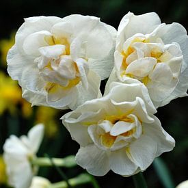 Witte narcissen van Lea-Marie Littwin