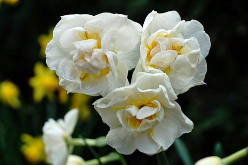 White daffodils
