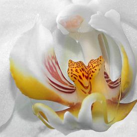 Weiße Orchidee van Vera Kämpfe