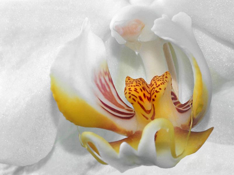 Weiße Orchidee par Vera Kämpfe