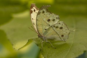 Nacre de forêt (mite perlière de forêt)