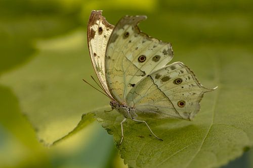 Forest Mother-of-Pearl  (bosparelmoervlinder)