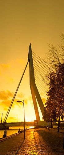 De Zwaan bij zonsondergang, Rotterdam  Erasmusbrug