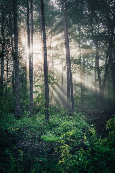 Morgennebel von Andre Michaelis