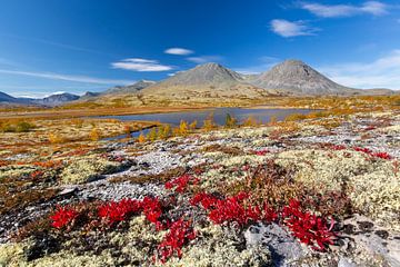 Doralen herfst van Sven-Erik Arndt