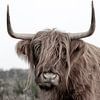 Schottischer Highlander aus dem Wurf von Dennisart Fotografie