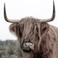 Scottish Highlander from the Throw