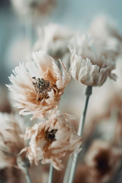 Pastel Dry Flowers No 2 by Treechild