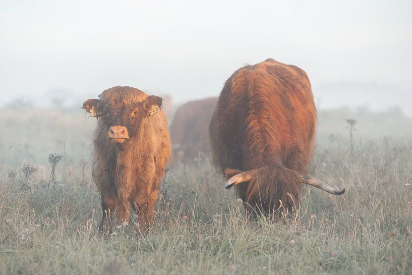 Scottish Highlander by PeetMagneet
