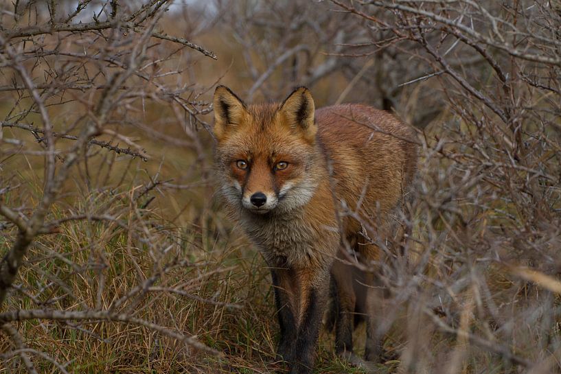 Fox in the Amsterdam water supply dunes by Wesley Klijnstra