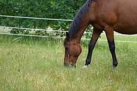 Trakehner Feldmeyer auf der Weide