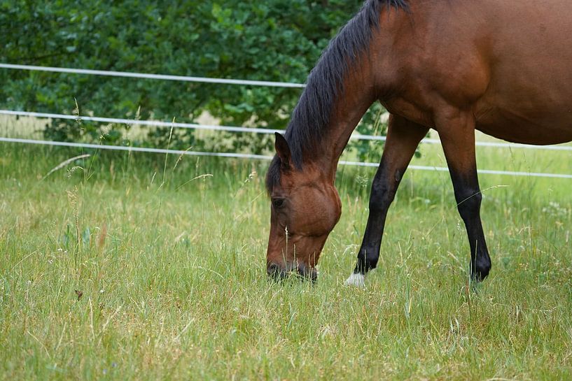 Trakehner Feldmeyer in the pasture by Babetts Bildergalerie