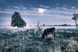 The Leersum heath in the evening by Ferdinand Mul