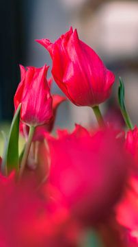 Küssende Tulpen von Alex Hoeksema