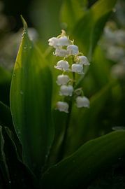 Frühling Schneeglöckchen von Studio Liefkoos