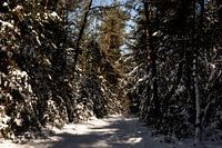 Ein Waldweg
