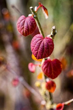 Herbstfarben von Rob Boon