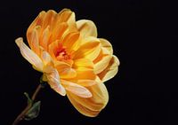 "Warmth" - Yellow Dahlia on black backdrop