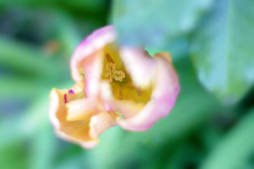 Spring Tulip by Marianna Pobedimova