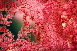 Zachte koralen, Rode Zee, Egypte van Travel Tips and Stories