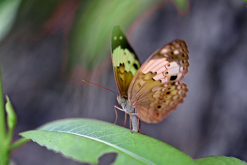 The fragile elegance of a butterfly with spotted, colourful wings by Frank Photos