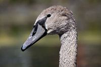 Swan