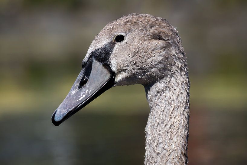 Swan by Saskia Bakker