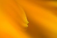 Fiery waves