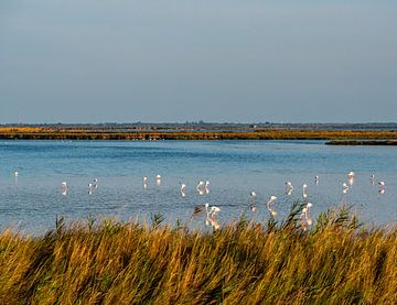 Wilde flamingo's in de lagune van Comacchio in Italië van Animaflora PicsStock