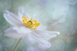 Rêveries de fleurs von Christl Deckx