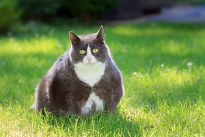 Dikke kat in de tuin