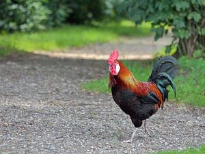 Rooster on adventure on a forest trail