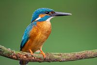Ijsvogel in super scherp kwaliteit
