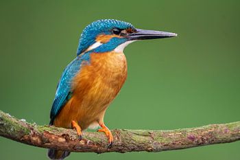 Eisvogel in superscharfer Qualität