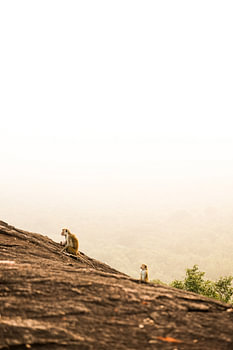 La falaise aux singes