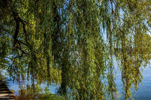 Mainau Eiland : Natuur fascinatie