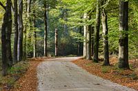 Buchenallee im Herbstgefieder