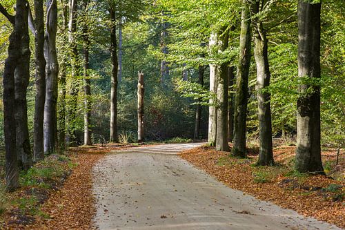 L'avenue des hêtres en automne sur Peter van Rooij