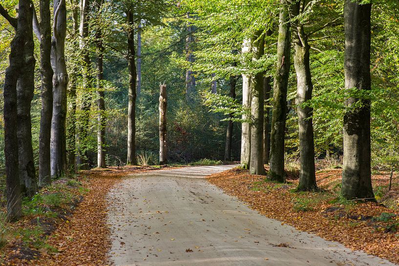 Beukenlaan in herfstkleed van Peter van Rooij